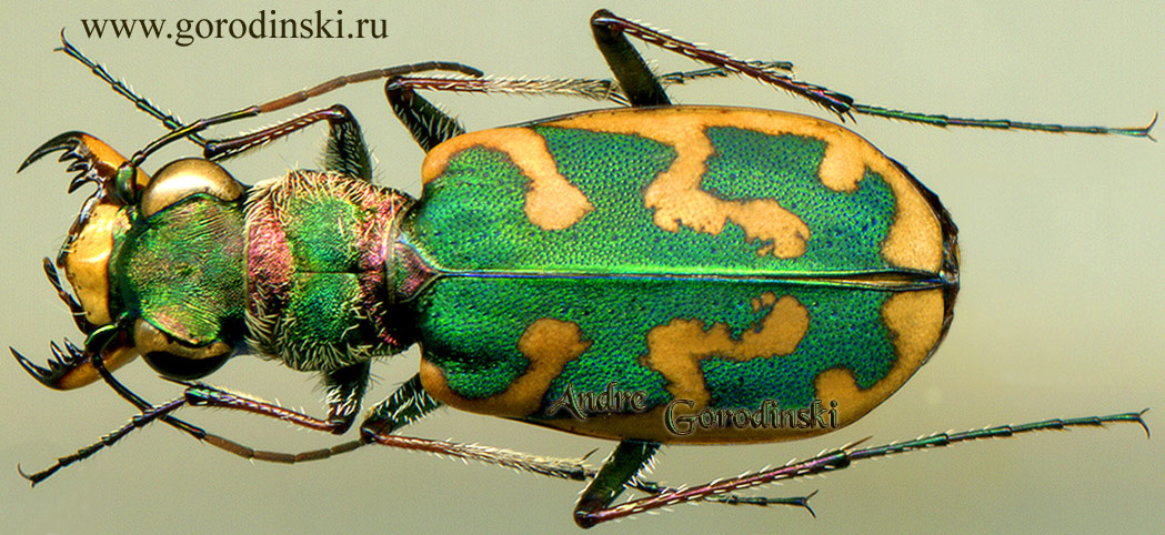 http://www.gorodinski.ru/cicindela/Cephalota besseri.jpg